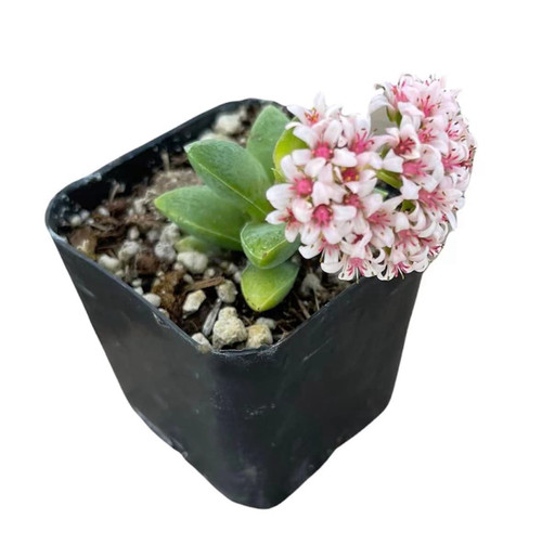 FOLIAGEMS Live Succulent Plants from USKC (2" Pot Crassula 'Spring time')