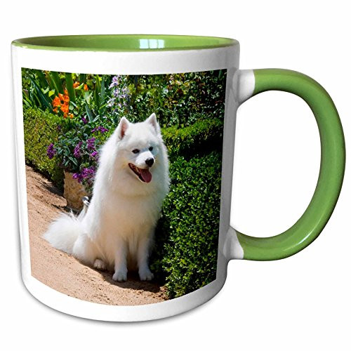 3dRose 88781_7 American Eskimo dog-US05 ZMU0082-Zandria Muenc Ceramic Mug, Green/White
