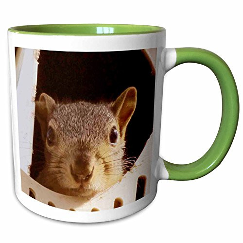 3dRose 195130_7 Baby Squirrel Ceramic Mug Green/White