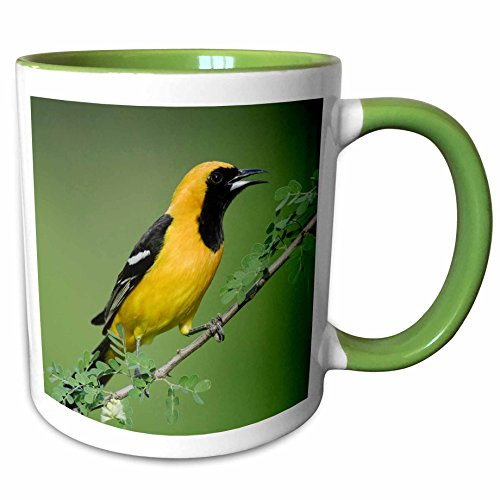 3dRose 84286_7 Hooded Oriole bird, Rio Grande Valley, Texas - NA0 Ceramic Mug Green/White