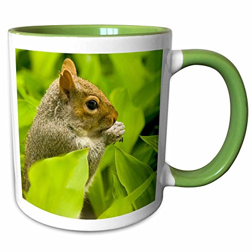 3dRose 96907_7 Western Gray Squirrel, Lily of The Valley-US48 T Ceramic Mug Green/White