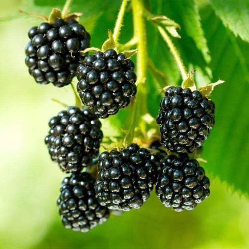 QAUZUY GARDEN 200 Premium BlackBerry Rubus Fruticosus Seeds, Nutritious, High Yield & Fast-Growing, Organic Non-GMO Heirloom Fruit Seeds to Plant Garden Outdoor