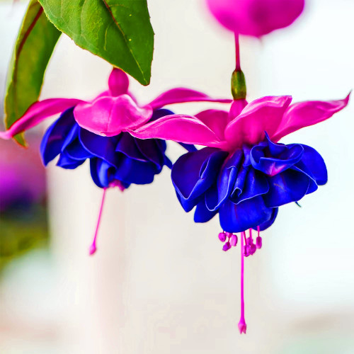 QAUZUY GARDEN 50 Blue Purple Fuchsia Seeds Perennial Fuchsia Flower Seeds Non-GMO Heirloom Beautiful Potted Hanging Flowers Home Plant Bonsai Attract Hummingbirds QAUZUY GARDEN 50 Blue Purple Fuchsia Seeds Perennial Fuchsia Flower Seeds Non-GMO Heirloom Beautiful Potted Hanging Flowers Home Plant Bonsai Attract Hummingbirds