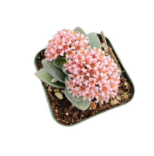 USKC Live Cactus and Succulent Plants (2"Pot Crassula Morgan's Beauty) USKC Live Cactus and Succulent Plants (2"Pot Crassula Morgan's Beauty)