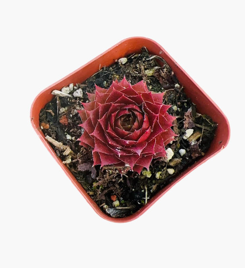FOLIAGEMS Live Cactus Succulent Plants from USKC (2"Pot Sempervivum Red Rubin) FOLIAGEMS Live Cactus Succulent Plants from USKC (2"Pot Sempervivum Red Rubin)
