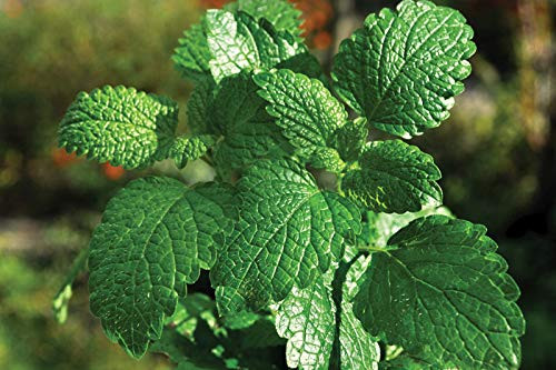 Peppermint Seeds 25 Count, COOL BEANS N SPROUTS" Brand. Herb Seeds. Home Gardening.