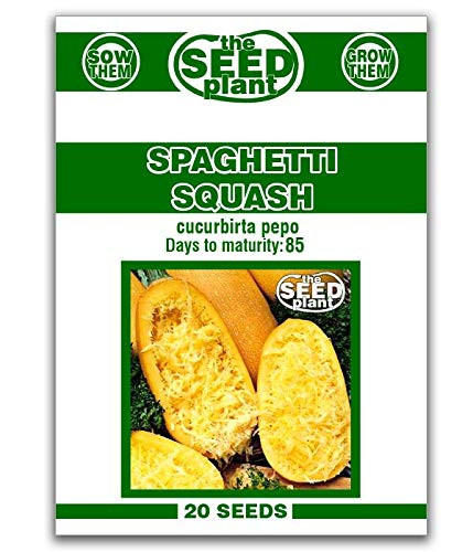 Spaghetti Squash Seeds 20 Seeds Non-GMO
