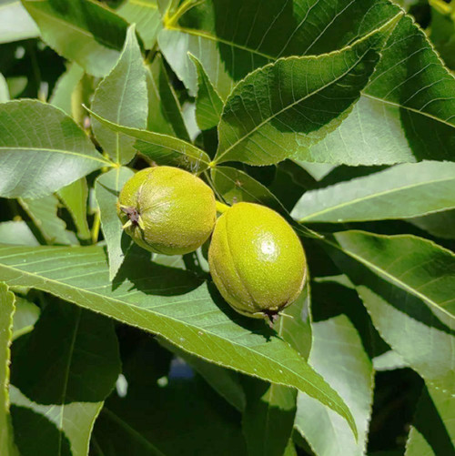 CHUXAY GARDEN 4 Seeds Heirloom Shagbark Hickory Tree Seeds for Planting Carya Ovata Seed,Carolina Hickory,Shellbark Hickory Deciduous Tree Tall Ornamental Shade Tree Privacy Screen