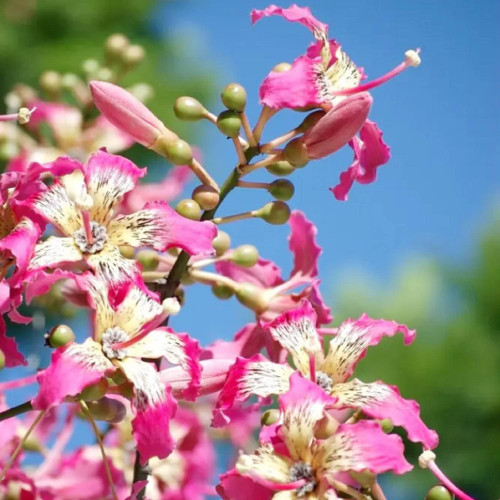 CHUXAY GARDEN Chorisia Speciosa Seeds for Planting Silk Floss Tree 10 Seeds Showy Accent Plant Flowering Deciduous Tree Striking Landscaping Plant Showy Display Fast Growing Beautiful Houseplant