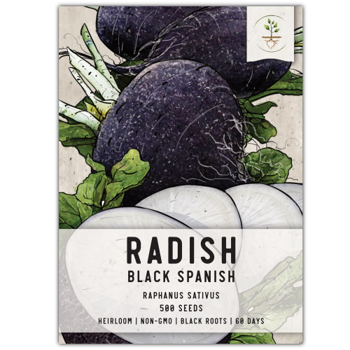 Seed Needs, Black Spanish Radish Seeds - 500 Heirloom Seeds for Planting Raphanus sativus - Cool Weather Crop, Non-GMO & Untreated for an Outdoor Garden (1 Pack)