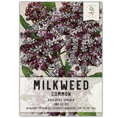 Seed Needs, Pink Common Milkweed Seeds - 100 Heirloom Seeds for Planting Asclepias syriaca - Perennial Flowers to Attract Monarch Butterflies & Other Pollinators (1 Pack) Seed Needs, Pink Common Milkweed Seeds - 100 Heirloom Seeds for Planting Asclepias syriaca - Perennial Flowers to Attract Monarch Butterflies & Other Pollinators (1 Pack)