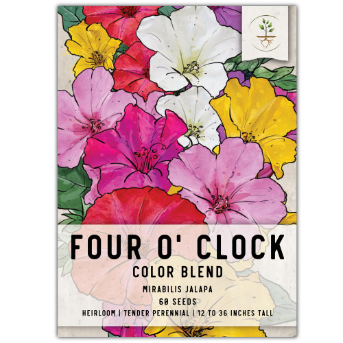 Seed Needs, Mixed Four O Clock Seeds - 60 Heirloom Seeds for Planting Mirabilis Jalapa - Attracts Hummingbirds, Butterflies & Other Pollinators (1 Small Pack) Seed Needs, Mixed Four O Clock Seeds - 60 Heirloom Seeds for Planting Mirabilis Jalapa - Attracts Hummingbirds, Butterflies & Other Pollinators (1 Small Pack)