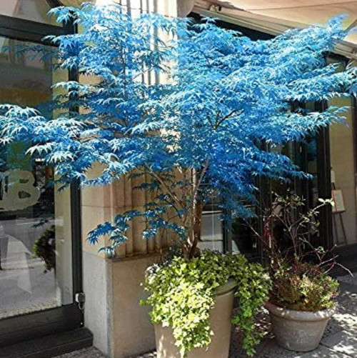 CHUXAY GARDEN Ghost Blue Maple,Acer Palmatum,Japanese Maple 10 Seeds Deciduous Shrub Hardy Tree Rare Blue Maple Striking Landscaping Plant Great for Garden and Patio CHUXAY GARDEN Ghost Blue Maple,Acer Palmatum,Japanese Maple 10 Seeds Deciduous Shrub Hardy Tree Rare Blue Maple Striking Landscaping Plant Great for Garden and Patio