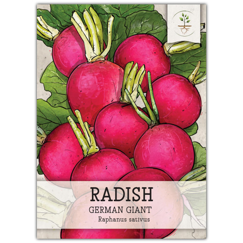 Seed Needs, German Giant Radish Seeds - 500 Heirloom Seeds for Planting Raphanus sativus - Non-GMO Untreated Cool Weather Crop for an Outdoor Garden (1 Pack)