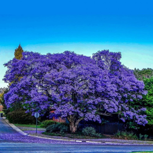 CHUXAY GARDEN Jacaranda Mimosifoli Seed 10 Seeds Rare Blue Deciduous Tree Black Poui Striking Landscaping Plant Winter Hardy Tree CHUXAY GARDEN Jacaranda Mimosifoli Seed 10 Seeds Rare Blue Deciduous Tree Black Poui Striking Landscaping Plant Winter Hardy Tree