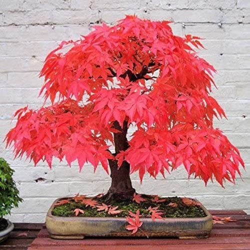 CHUXAY GARDEN 30 Seeds Ghost Red Maple,Acer Palmatum,Japanese Maple Tree Striking Landscaping Plant Rare Red Leaf Tree Landscaping Rocks