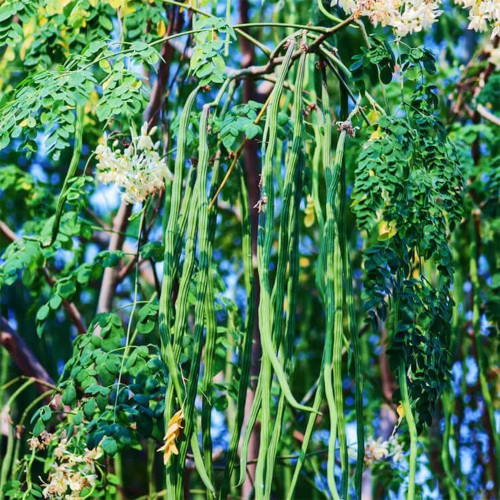 QAUZUY GARDEN 10 Miracle Tree Seeds, Moringa Plant, Malunggay, Miracle Horseradish Drumstick Tree - Perennial Tropical Plant - Nutritious & Drought Tolerant & Easy Grow