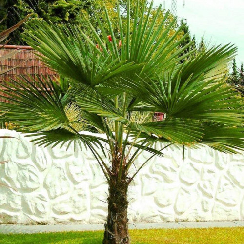 CHUXAY GARDEN Trachycarpus Fortunei Seed Chinese Windmill Palm 10 Seeds Chusan Palm Evergreen Tree Exotic Charm Great for Balcony Garden Yard Low-Maintenance CHUXAY GARDEN Trachycarpus Fortunei Seed Chinese Windmill Palm 10 Seeds Chusan Palm Evergreen Tree Exotic Charm Great for Balcony Garden Yard Low-Maintenance