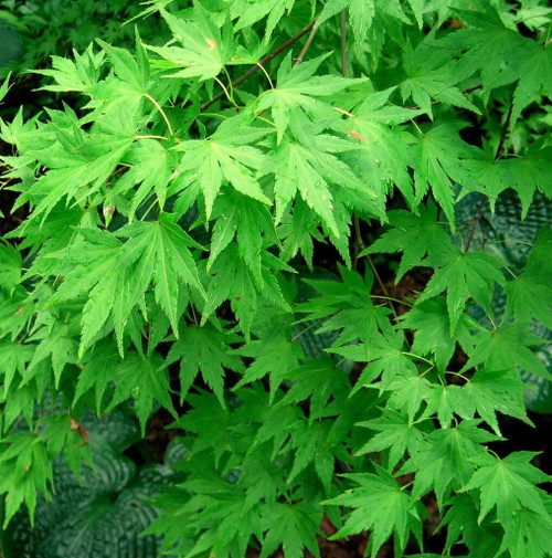 Seeds - Japanese Maple, Acer palmatum, Tree 20 Seeds (Fall Colors, Fast, Hardy, Bonsai), Tree, Flower, Fruit, (YNKS) Seeds Seeds - Japanese Maple, Acer palmatum, Tree 20 Seeds (Fall Colors, Fast, Hardy, Bonsai), Tree, Flower, Fruit, (YNKS) Seeds