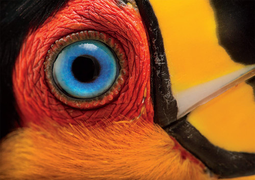 Buffalo Games - National Geographic - Joel Sartore - Ariel Toucan - 500 Piece Jigsaw Puzzle for Adults Challenging Puzzle Perfect for Game Nights - Finished Size is 21.25 x 15.00