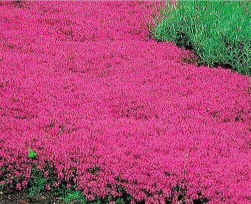 20000+ Red Creeping Thyme Seeds Ground Cover Plant Seeds Perennial- Non-GMO Heirloom Flower Creeping Thyme Seeds for Planting 20000+ Red Creeping Thyme Seeds Ground Cover Plant Seeds Perennial- Non-GMO Heirloom Flower Creeping Thyme Seeds for Planting