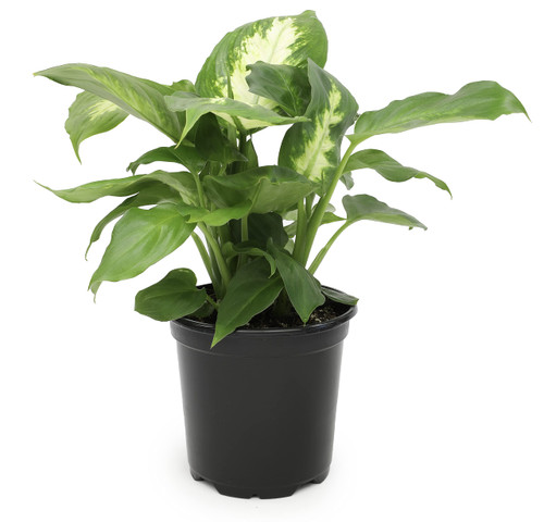 Dieffenbachia Live Plant, Dumbcane Live House Plants Indoors Live Indoor Plants, Mother in Law Tongue Plant Live Plants Indoor Plants Live Houseplants, Indoor Plant House Plant Live by Plants for Pets Dieffenbachia Live Plant, Dumbcane Live House Plants Indoors Live Indoor Plants, Mother in Law Tongue Plant Live Plants Indoor Plants Live Houseplants, Indoor Plant House Plant Live by Plants for Pets