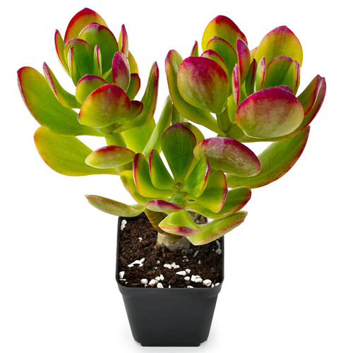 Tricolor Jade - Crassula ovata cv. Lemon & Lime, Rare Cute Succulent Plant Fully Rooted in 2" Pot