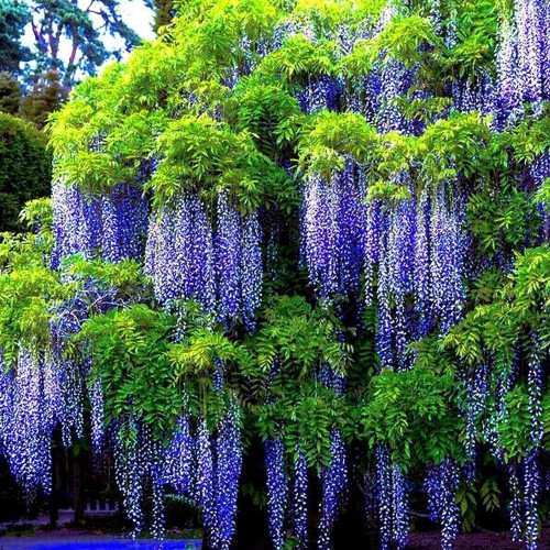 KVITER 5 Seeds Chinese Blue Wisteria sinensis Tree Seeds Fast Climber Flower Vine Hardy Plant - Organic Fresh Seeds for Planting KVITER 5 Seeds Chinese Blue Wisteria sinensis Tree Seeds Fast Climber Flower Vine Hardy Plant - Organic Fresh Seeds for Planting