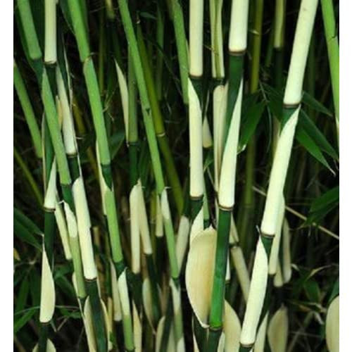 KVITER 50 Seeds Fargesia Bamboo - Privacy Garden Clumping Exotic Shade Seed Fargesia Bamboo for Your Garden