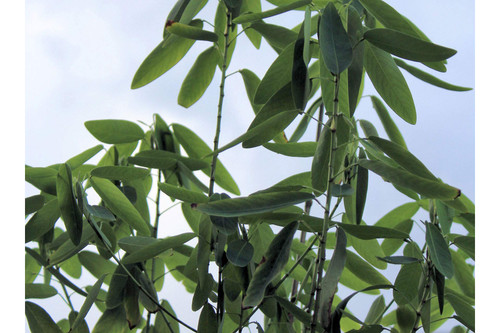 10 Seeds Dancing Plant - Leaves Actually Move! Great Potted Houseplant Container Plant Easy Grower from Seed Codariocalyx motorius