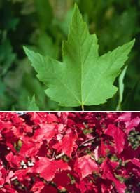 Acer rubrum: Red Maple Seeds