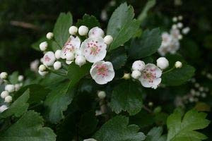 Crataegus laevigata: English Hawthorn Seeds