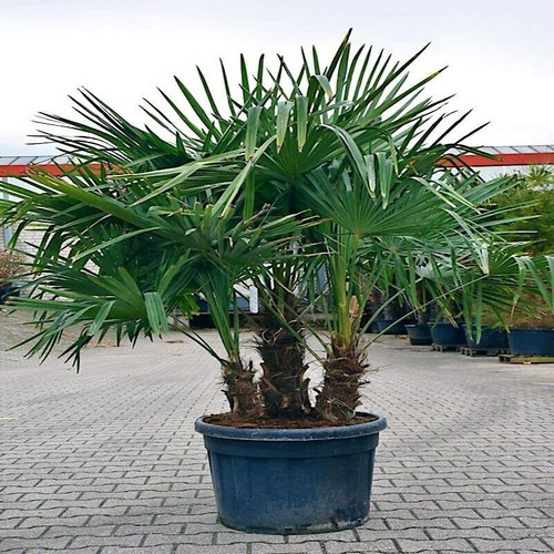 10 Seeds - Windmill Fan Palm Tree Seeds | Trachycarpus Fortunei Most Cold Hardy Palm Plant