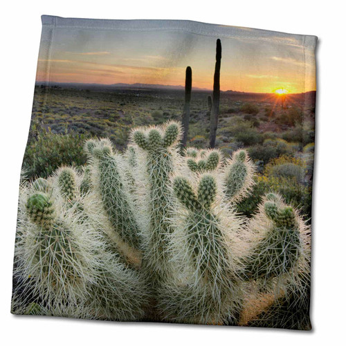 3dRose Arizona. Teddy Bear Cholla Cactus in Setting Sun, Superstition MTNS - Towels (twl-345847-3)