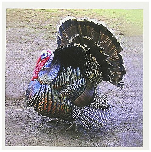 3dRose Wild Turkey - Greeting Cards, 6 x 6 inches, set of 6 (gc_4042_1)