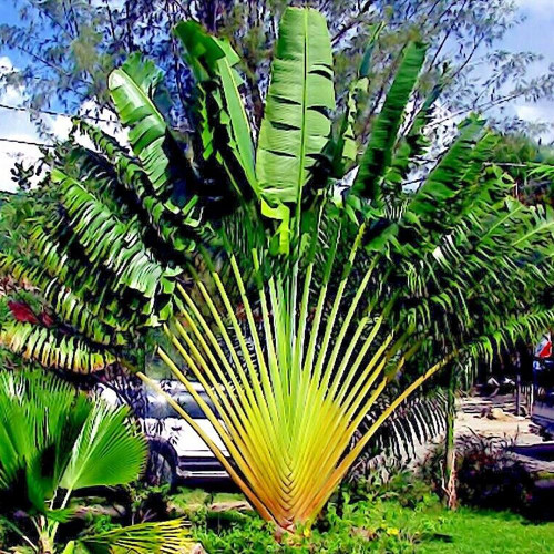 KVITER Travelers Palm Tree 5 Seeds (Ravenala madagascariensis) Bird of Paradise Plant - Organic Fresh 5 Seeds for Planting - Live Seeds for Home and Garden