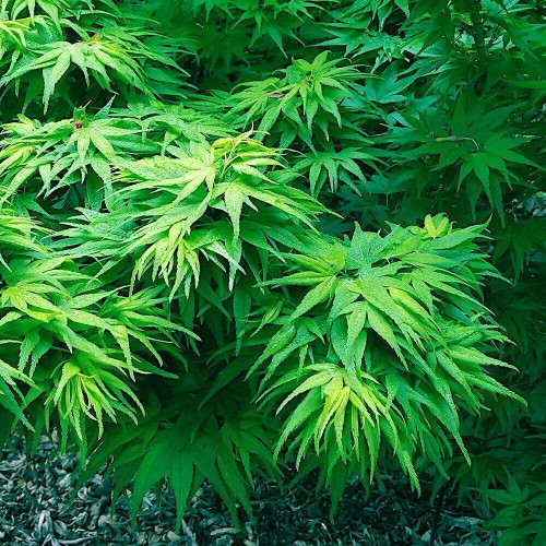 5 Seeds Dwarf Japanese Maple Tree | Mikawa yatsubusa Bonsai Plant Seeds 5 Seeds Dwarf Japanese Maple Tree | Mikawa yatsubusa Bonsai Plant Seeds