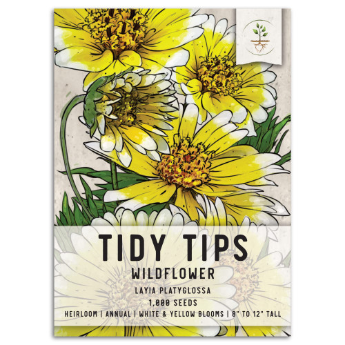Seed Needs, Tidy Tips Seeds - 1,000 Heirloom Seeds for Planting Layia platyglossa - Annual Wildflower to Attract Butterflies, Honeybees, Bumblebees & Other Pollinators (1 Pack)