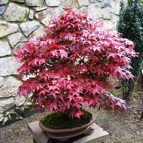 Redleaf Maple Tree Seeds - Acer Palmatum Atropurpureum Seeds - 15 Seeds