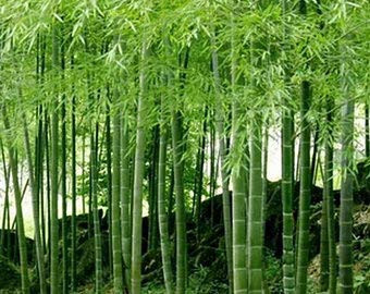 Dichondra 100 Umbrella Bamboo Plant Seeds