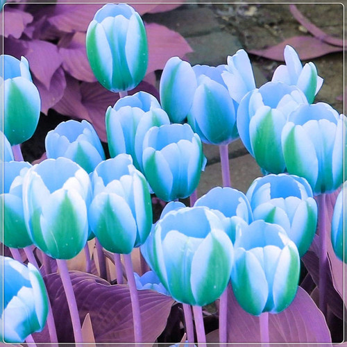 Green and White Tulip Bulbs for Planting - Easy to Grow Rare Green Rembrandt Tulips (10 Bulbs)