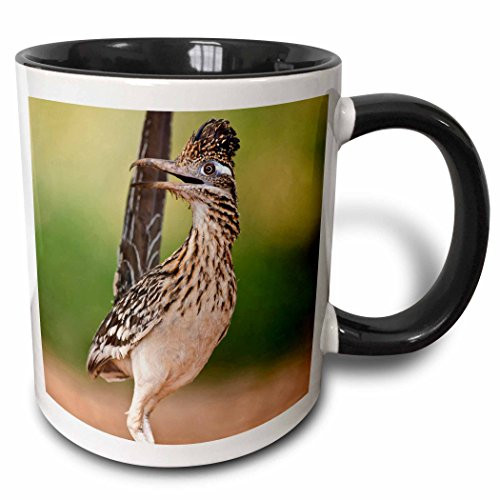 3dRose 146663_4 Greater Roadrunner Bird, Texas, USA-US44 LDI0520-Larry Ditto Ceramic Mug 11oz Black/White 3dRose 146663_4 Greater Roadrunner Bird, Texas, USA-US44 LDI0520-Larry Ditto Ceramic Mug 11oz Black/White