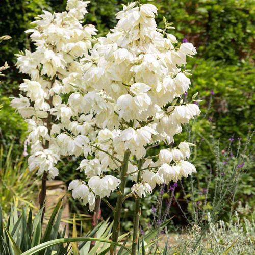 Outsidepride 100 Seeds Perennial Yucca Adam's Needle Drought Tolerant Plant Seeds