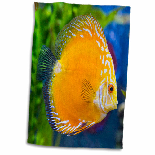 3dRose Danita Delimont - Fish - Golden Checkerboard Pigeon Discus. - Towels (twl-345319-1) 3dRose Danita Delimont - Fish - Golden Checkerboard Pigeon Discus. - Towels (twl-345319-1)