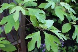 New Fresh 100pcs Sassafras Albidum Tree Seeds Dichondra