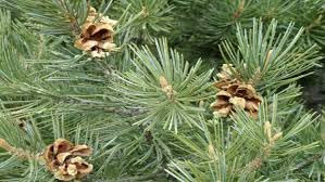 100pcs Pine Pinyon Tree Seeds Dichondra
