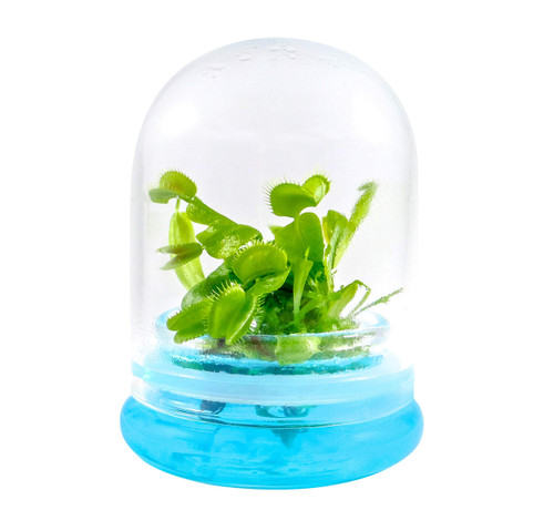 Venus Fly Trap, Fly Trap Carnivorous Plant, a Fun & Live Gift! Venus Fly Trap, Fly Trap Carnivorous Plant, a Fun & Live Gift!