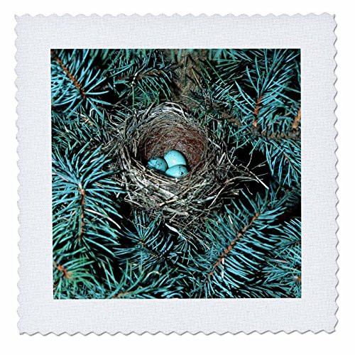 3D Rose Chipping Sparrow Nest with Three Eggs Illinois Square Quilt 6 x 6