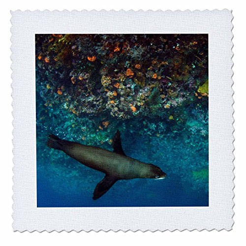3D Rose Fur Seal Galapagos Ecuador Square Quilt 6 x 6