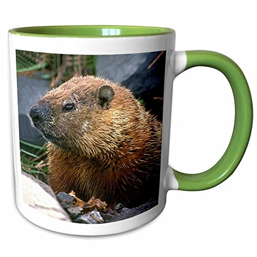 3dRose 690_7""Groundhog, Green" Mug 11 oz